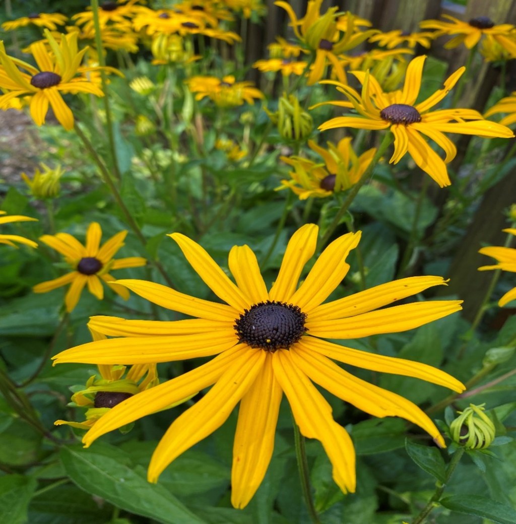 September Newsletter